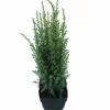 ohgreen Struiken|Ecocheques|Juniperus communis Arnold ( Jeneverbes )