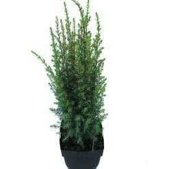 ohgreen Struiken|Ecocheques|Juniperus communis Arnold ( Jeneverbes )