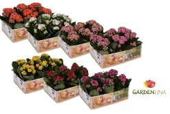 ohgreen Ecocheques|Voorjaar|Kalanchoë Gardenlina 6-pack