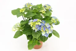 ohgreen Bloeiende Planten|Ecocheques|Kamerhortensia