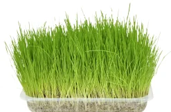 ohgreen Verzorging|Kattengras