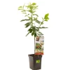 ohgreen Fruitbomen|Ecocheques|Kers patioboompje prunus avium regina