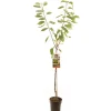 ohgreen Fruitbomen|Ecocheques|Kers prunus avium regina halfstam