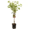 ohgreen Fruitbomen|Ecocheques|Kers prunus avium regina laagstam