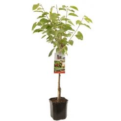 ohgreen Fruitbomen|Ecocheques|Kers prunus avium regina laagstam