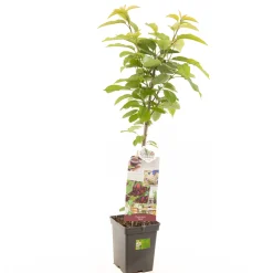 ohgreen Fruitbomen|Ecocheques|Kers prunus avium sylvia zuilvorm