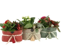 ohgreen Ecocheques|Bloeiende Planten|Kerstarrangement