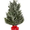 ohgreen Kerstbomen|Kerstboom Abies Fraseri