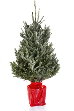 ohgreen Kerstbomen|Kerstboom Abies Fraseri