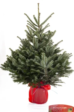 ohgreen Kerstbomen|Kerstboom Abies Nordman in pot 100-125 cm