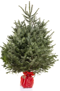 ohgreen Kerstbomen|Kerstboom Abies Nordmann in pot 150-175 cm