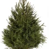 ohgreen Kerstbomen|Kerstboom Picea abies in pot (Fijnspar)