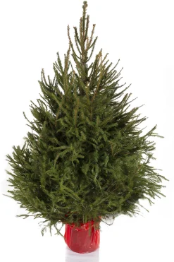 ohgreen Kerstbomen|Kerstboom Picea abies in pot (Fijnspar)