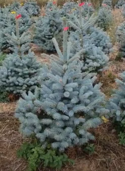 ohgreen Kerstbomen|Kerstboom Picea pungens (Blauwspar)