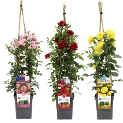 ohgreen Struiken|Ecocheques|Klimroos