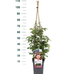 ohgreen Struiken|Ecocheques|Klimroos Rosa 'Prince Jardinier'