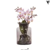 ohgreen Orchideeën|Ecocheques|kolibri phalaenopsis Root Pink ( Orchidee )
