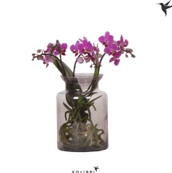 ohgreen Bloeiende Planten|Ecocheques|kolibri phalaenopsis Root Purple