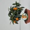 ohgreen Ecocheques|Mediterrane Planten|Kumquat ciotola
