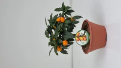 ohgreen Ecocheques|Mediterrane Planten|Kumquat ciotola