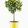 ohgreen Mediterrane Planten|Ecocheques|Kumquatboom p26