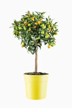 ohgreen Mediterrane Planten|Ecocheques|Kumquatboom p26