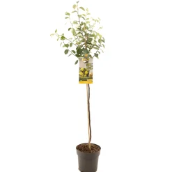 ohgreen Fruitbomen|Ecocheques|Kweepeer cydonia oblonga peervorm halfstam