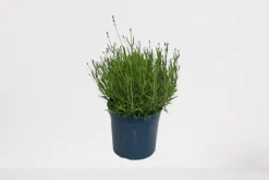 ohgreen Lavendel|Ecocheques|Lavendel p18