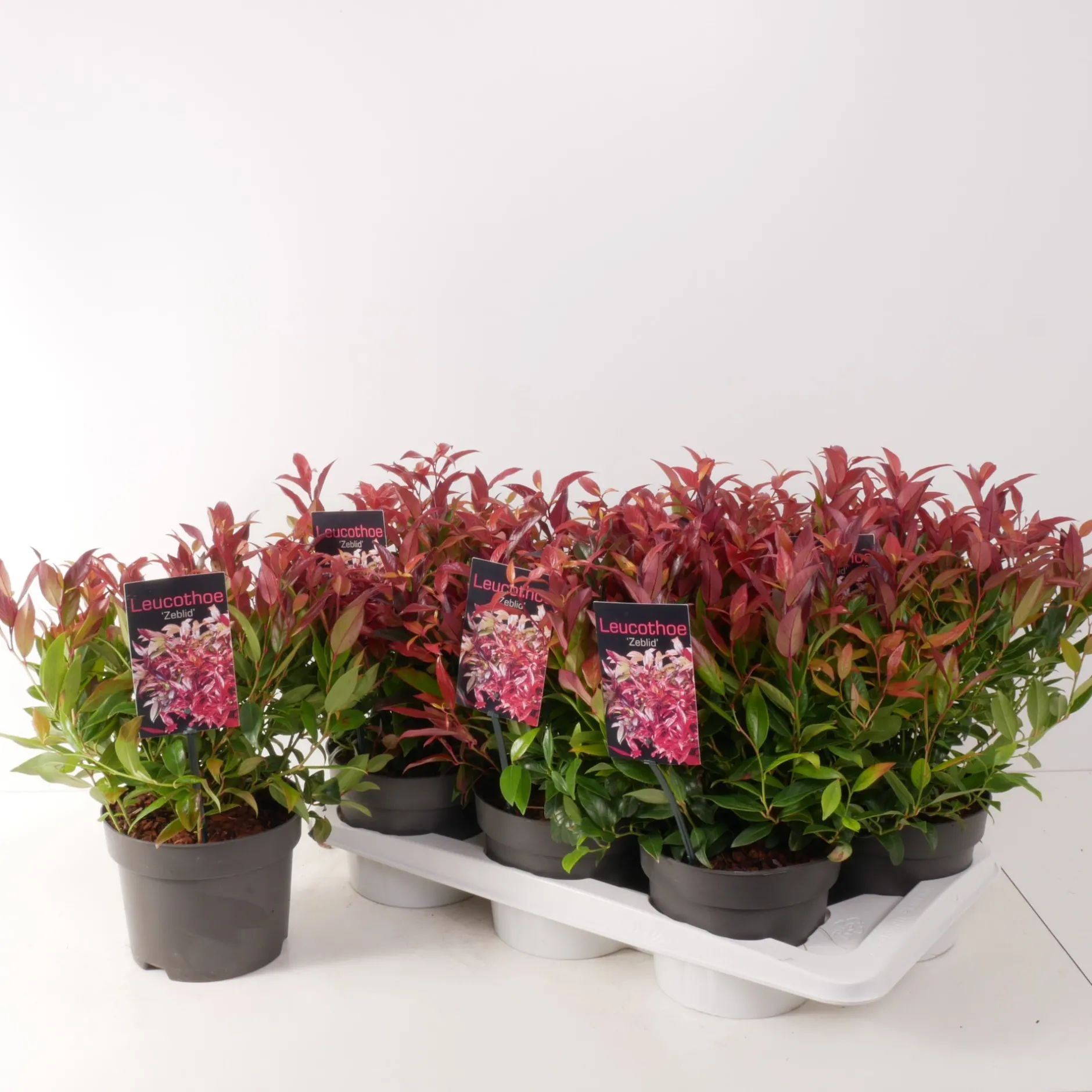 ohgreen Struiken|Ecocheques|Leucothoe axillaris Zeblid ( Druifheide )
