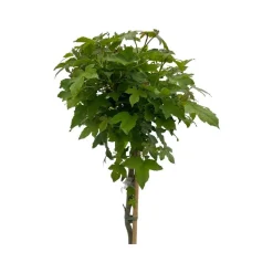ohgreen Bomen|Ecocheques|Liquidambar styraciflua