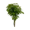 ohgreen Bomen|Ecocheques|Liquidambar styraciflua ( Amberboom )
