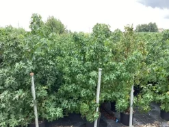 ohgreen Bomen|Ecocheques|Liquidambar styraciflua ( Amberboom )