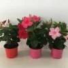 ohgreen Voorjaar|Ecocheques|Mandevilla p10,5 lang bloeiend