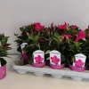 ohgreen Voorjaar|Ecocheques|Mandevilla roze p10,5 lang bloeiend