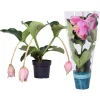 ohgreen Ecocheques|Bloeiende Planten|Medinilla magnifica (Trosbloem) 3 knoppen
