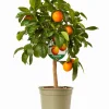 ohgreen Mediterrane Planten|Ecocheques|Mini citrusboom p20 h70-80