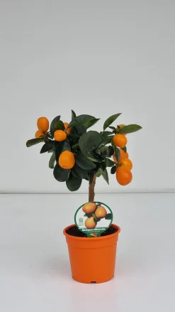 ohgreen Mediterrane Planten|Ecocheques|Mini citrusboom p20 h70-80