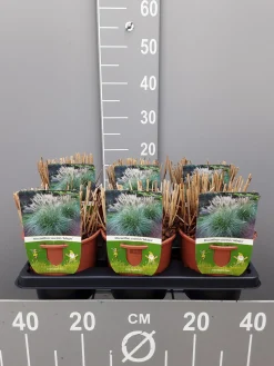 ohgreen Ecocheques|Vaste Planten|Miscanthus sinensis adagio