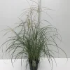 ohgreen Vaste Planten|Ecocheques|Miscanthus sinensis Flamingo ( Prachtriet )