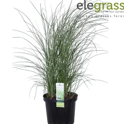 ohgreen Vaste Planten|Ecocheques|Miscanthus sinensis Gracillimus ( Prachtriet of Reuzenriet )