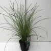 ohgreen Vaste Planten|Ecocheques|Miscanthus sinensis Gracillimus ( Scherpgroen )