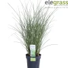 ohgreen Vaste Planten|Ecocheques|Miscanthus sinensis Gracillimus ( Prachtriet )