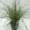 ohgreen Vaste Planten|Ecocheques|Miscanthus sinensis Little Zebra ( Prachtriet )
