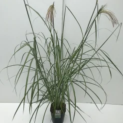 ohgreen Vaste Planten|Ecocheques|Miscanthus sinensis Malepartus ( Prachtriet )