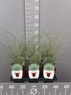 ohgreen Ecocheques|Vaste Planten|Miscanthus sinensis mornin light