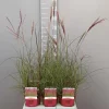 ohgreen Ecocheques|Vaste Planten|Miscanthus sinensis red chief