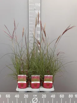 ohgreen Ecocheques|Vaste Planten|Miscanthus sinensis red chief