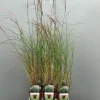 ohgreen Ecocheques|Vaste Planten|Miscanthus sinensis silbersp