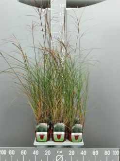 ohgreen Ecocheques|Vaste Planten|Miscanthus sinensis silbersp