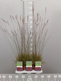 ohgreen Ecocheques|Vaste Planten|Molinia caerulea edith dudzus